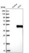 Cellular Communication Network Factor 3 antibody, PA5-54055, Invitrogen Antibodies, Western Blot image 