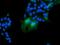 VHL Binding Protein 1 antibody, MA5-26008, Invitrogen Antibodies, Immunocytochemistry image 