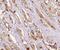 Fibroblast Growth Factor Receptor Substrate 2 antibody, FNab03225, FineTest, Immunohistochemistry frozen image 