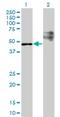 StAR Related Lipid Transfer Domain Containing 3 antibody, H00010948-M01, Novus Biologicals, Western Blot image 