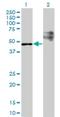 StAR-related lipid transfer protein 3 antibody, H00010948-M01, Novus Biologicals, Western Blot image 