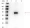 Signal Transducer And Activator Of Transcription 5A antibody, orb345723, Biorbyt, Western Blot image 