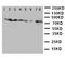 Cytochrome P450 Oxidoreductase antibody, LS-C313086, Lifespan Biosciences, Western Blot image 