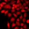 Tousled Like Kinase 2 antibody, orb412486, Biorbyt, Immunofluorescence image 