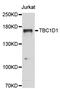 TBC1 Domain Family Member 1 antibody, LS-C411035, Lifespan Biosciences, Western Blot image 