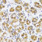 Calsequestrin 1 antibody, 16-752, ProSci, Immunohistochemistry frozen image 