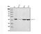 MHC Class I Polypeptide-Related Sequence A antibody, PB9612, Boster Biological Technology, Western Blot image 