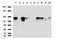 Zinc Finger And SCAN Domain Containing 18 antibody, LS-C796766, Lifespan Biosciences, Western Blot image 