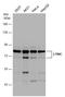 Metadherin antibody, GTX130679, GeneTex, Western Blot image 