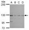 CTR9 Homolog, Paf1/RNA Polymerase II Complex Component antibody, GTX115267, GeneTex, Western Blot image 