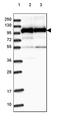 Heat Shock Protein Family A (Hsp70) Member 4 Like antibody, PA5-58671, Invitrogen Antibodies, Western Blot image 