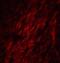 GATA Binding Protein 3 antibody, NBP1-77115, Novus Biologicals, Immunocytochemistry image 
