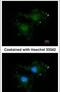 BCLB antibody, PA5-29867, Invitrogen Antibodies, Immunofluorescence image 