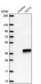 Aminoacylase 3 antibody, NBP2-48895, Novus Biologicals, Western Blot image 