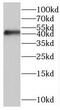 Mitogen-Activated Protein Kinase 13 antibody, FNab07597, FineTest, Western Blot image 