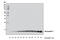 Neuropeptide Y antibody, 11976T, Cell Signaling Technology, Western Blot image 