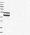 Ribosome Production Factor 2 Homolog antibody, NBP1-90031, Novus Biologicals, Western Blot image 