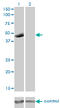 Purinergic Receptor P2X 5 antibody, LS-C197831, Lifespan Biosciences, Western Blot image 