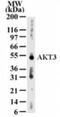 RAC-gamma serine/threonine-protein kinase antibody, NB600-1298, Novus Biologicals, Western Blot image 