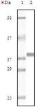 Myoglobin antibody, MA5-15305, Invitrogen Antibodies, Western Blot image 