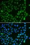 Spalt Like Transcription Factor 4 antibody, LS-C346238, Lifespan Biosciences, Immunofluorescence image 