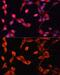 ADAMTS13 antibody, GTX00642, GeneTex, Immunocytochemistry image 