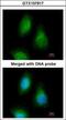 Selenide, water dikinase 2 antibody, GTX107917, GeneTex, Immunofluorescence image 