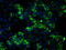 Heat Shock Protein Family A (Hsp70) Member 9 antibody, TA500630, Origene, Immunofluorescence image 
