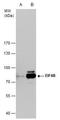 Eukaryotic Translation Initiation Factor 4B antibody, PA5-29540, Invitrogen Antibodies, Western Blot image 