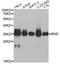 Emerin antibody, LS-C748939, Lifespan Biosciences, Western Blot image 