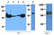 PKM antibody, AM50349PU-N, Origene, Western Blot image 