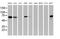 Epsin 2 antibody, MA5-25872, Invitrogen Antibodies, Western Blot image 