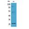 CD81 Molecule antibody, LS-B14348, Lifespan Biosciences, Western Blot image 