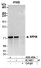 Signal Recognition Particle 68 antibody, A303-955A, Bethyl Labs, Immunoprecipitation image 