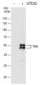 Thymine DNA Glycosylase antibody, GTX631719, GeneTex, Western Blot image 