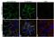 Catenin Alpha 2 antibody, PA5-16762, Invitrogen Antibodies, Immunofluorescence image 