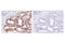 IKAROS Family Zinc Finger 3 antibody, 15103S, Cell Signaling Technology, Immunohistochemistry paraffin image 