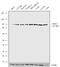 Notch Receptor 3 antibody, 711007, Invitrogen Antibodies, Western Blot image 