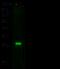 Cystatin F antibody, 10167-MM01, Sino Biological, Western Blot image 