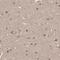 Nucleoporin 43 antibody, NBP1-88791, Novus Biologicals, Immunohistochemistry frozen image 