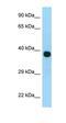 Mitochondrial Ribosomal Protein L3 antibody, orb331192, Biorbyt, Western Blot image 