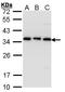Tubulin Folding Cofactor B antibody, LS-C185446, Lifespan Biosciences, Western Blot image 