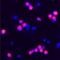 Caspase 10 antibody, AF6864, R&D Systems, Immunocytochemistry image 