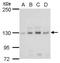 L1 Cell Adhesion Molecule antibody, PA5-78037, Invitrogen Antibodies, Western Blot image 
