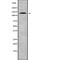 Period circadian protein homolog 1 antibody, abx217708, Abbexa, Western Blot image 