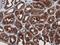 MYD88 Innate Immune Signal Transduction Adaptor antibody, LS-C172372, Lifespan Biosciences, Immunohistochemistry paraffin image 
