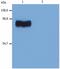 Stromal Interaction Molecule 1 antibody, GTX80195, GeneTex, Western Blot image 