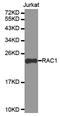Rac Family Small GTPase 1 antibody, MBS128123, MyBioSource, Western Blot image 