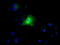 Ring Finger Protein 144B antibody, TA500710S, Origene, Immunofluorescence image 