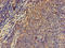 PKR2 antibody, LS-C679167, Lifespan Biosciences, Immunohistochemistry paraffin image 